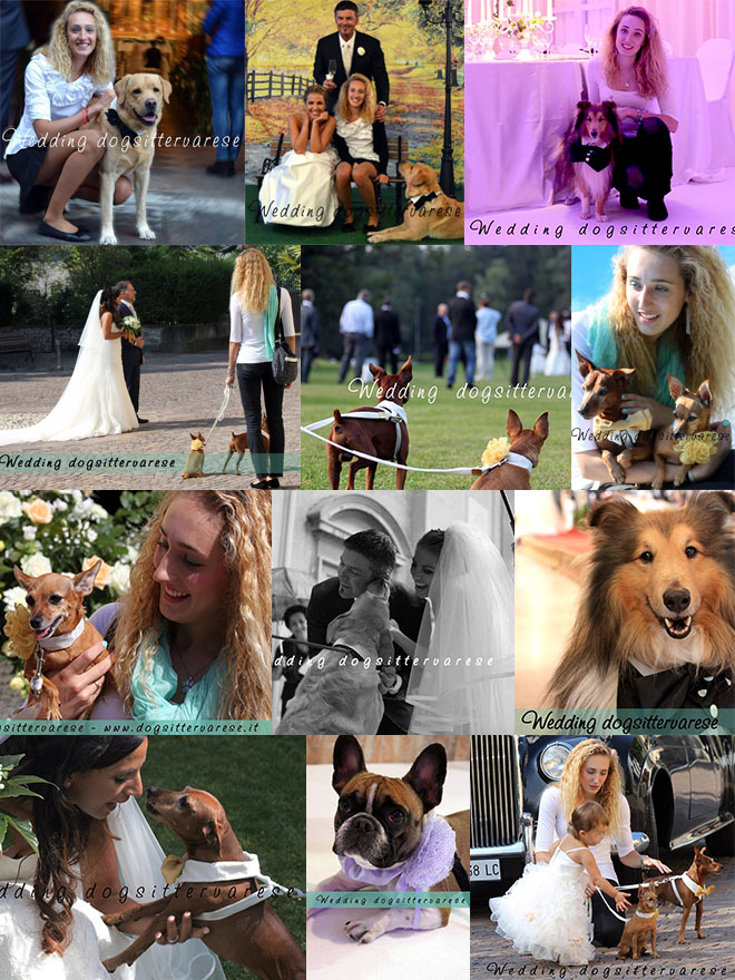 Wedding-dogsitter-varese-mix