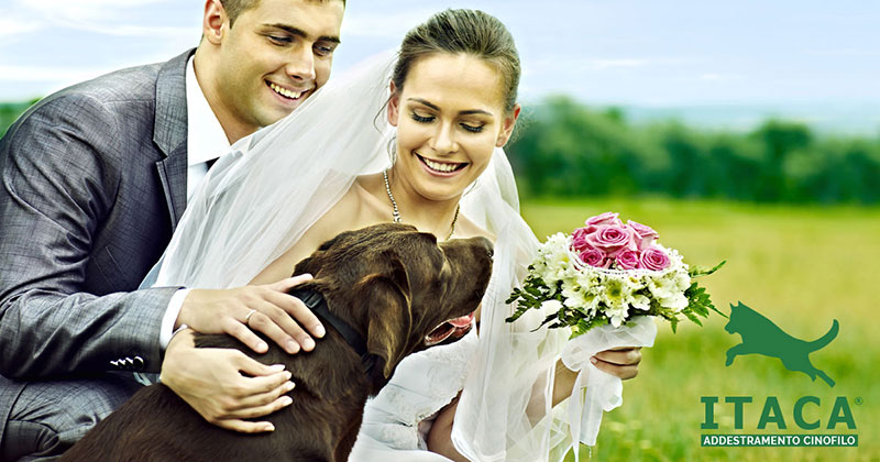 sossposi team itaca cani matrimonio 800